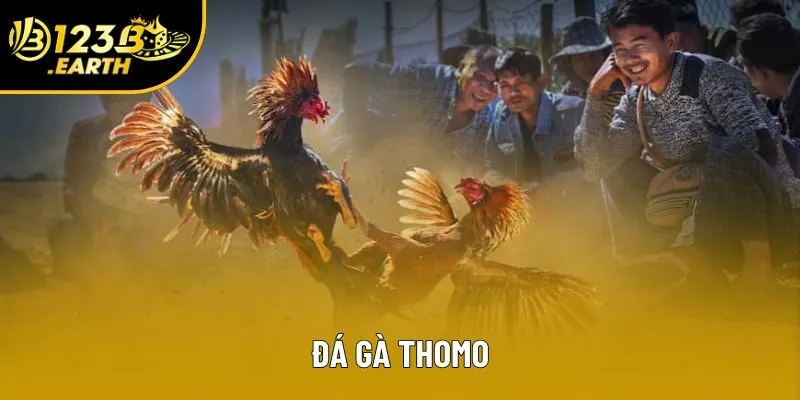 Đá Gà Thomo 123B: Khám Phá Các Khía Cạnh Mà Bạn Cần Nắm